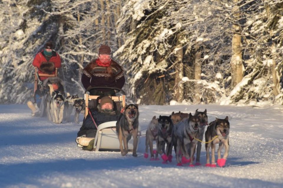 Fairbanks: Dog Sledding and Mushing Experience - Important Information