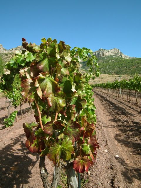 Falset: Guided Wine Tour to the Priorat by a Local - Tour Description