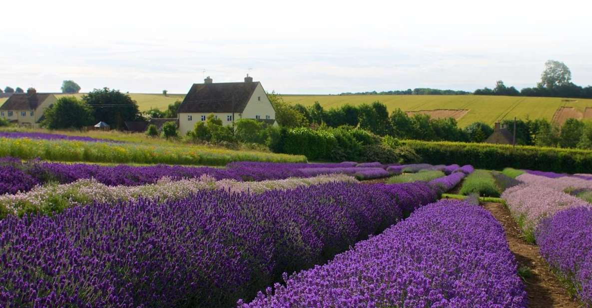 From London: Cotswolds, Country Pub Lunch & Lavender Fields - Cancellation Policy