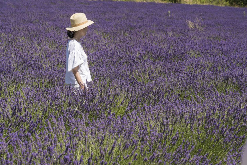 From Marseille: Lavender Full-Day Trip to Sault - Inclusions and Exclusions