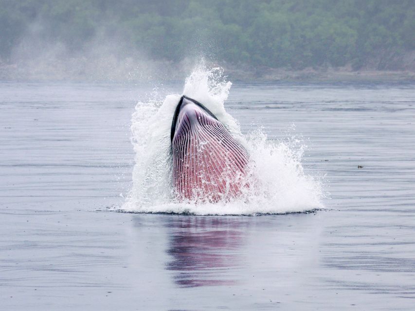 From Quebec City: Whale Watching Excursion Full-Day Trip - Customer Reviews