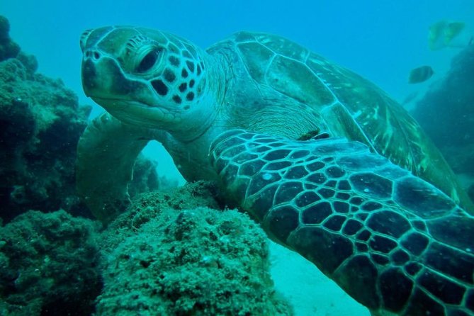 Gold Coast Try-Scuba Experience at Wave Break Island - What to Expect on Tour