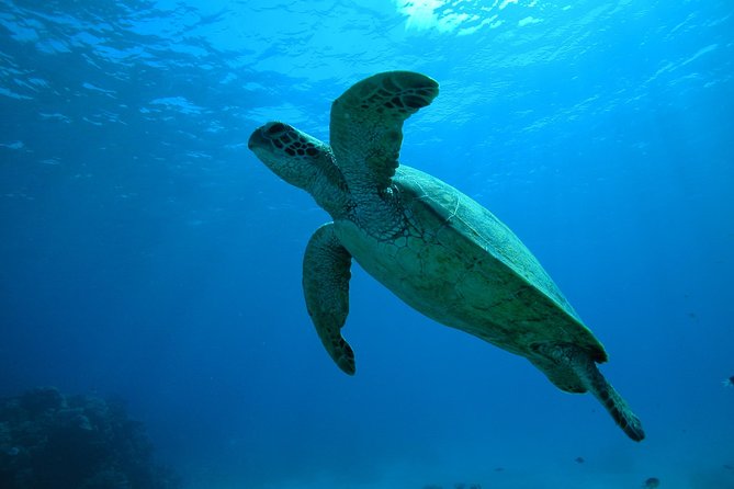 Great Barrier Reef Dive and Snorkel Cruise From Mission Beach - Reviewing the Experience