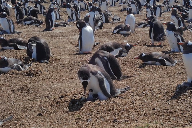 Half-Day Small-Group Penguin-Watching Tour, Falkland Islands - Traveler Reviews
