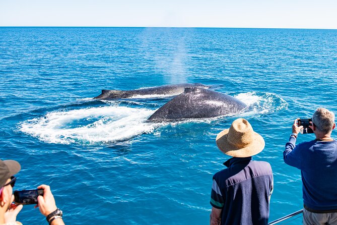 Half-Day Whale Watching Sunset Cruise From Broome - Whale Watching Experience