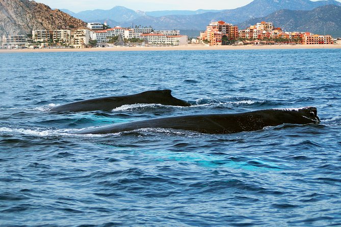 Humpback Whale Watching in Cabo San Lucas - Customer Reviews