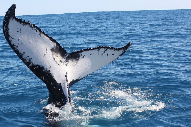 Kalbarri Whale Watching Tour Guided - Meeting and Departure Points