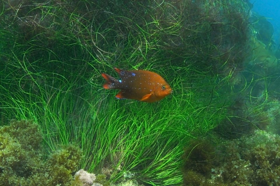 La Jolla: 2.5-Hour Kayak and Snorkel Tour - Important Information for Participants