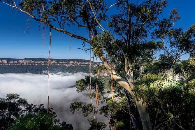 Late Start Blue Mountains Nature, Waterfalls, Koalas Small Group - Expert Guided Adventure