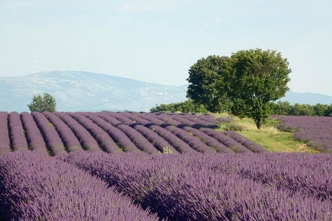 Lavender Fields Visit With Private Transportation  - Marseille - Cancellation Policy and Refunds