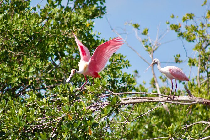 Manatees and Mangrove Tunnels Small Group Kayak Tour - Tour Guides and Customer Experiences