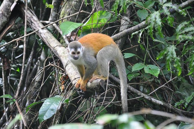 Manuel Antonio National Park Guided Tours - Wildlife Spotting Opportunities