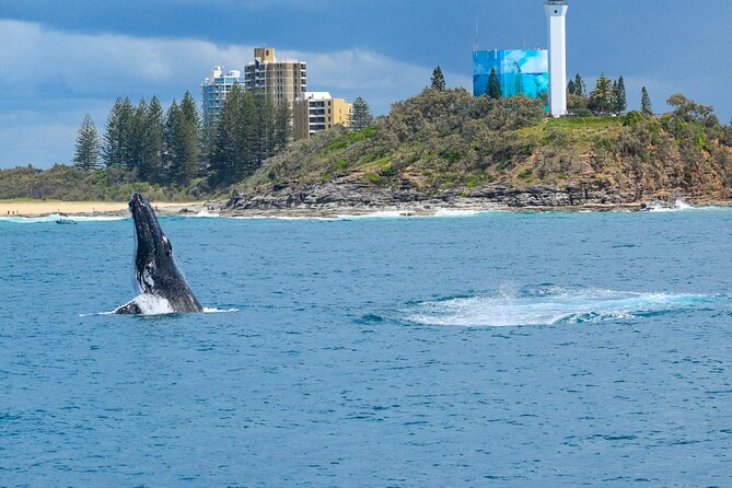 Mooloolaba Whale Watching Cruise - Preparing for Your Cruise