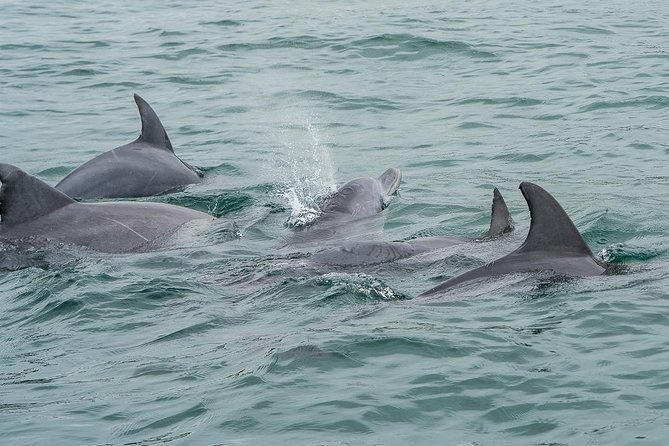 Noosa Oceanrider Scenic Dolphin Safari - Expert Guide Insights