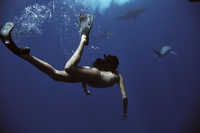 Oahu: Haleiwa Swimming With Sharks Cage-Free Experience - Booking Requirements and Information