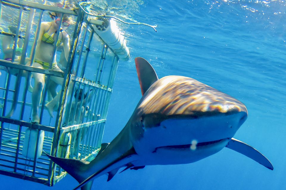 Oahu: Shark Cage Dive on the North Shore - Customer Reviews