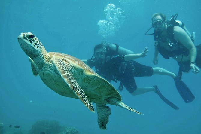 Ocean Freedom Great Barrier Reef Luxury Snorkel and Dive Cruise - Reef Exploration and Activities