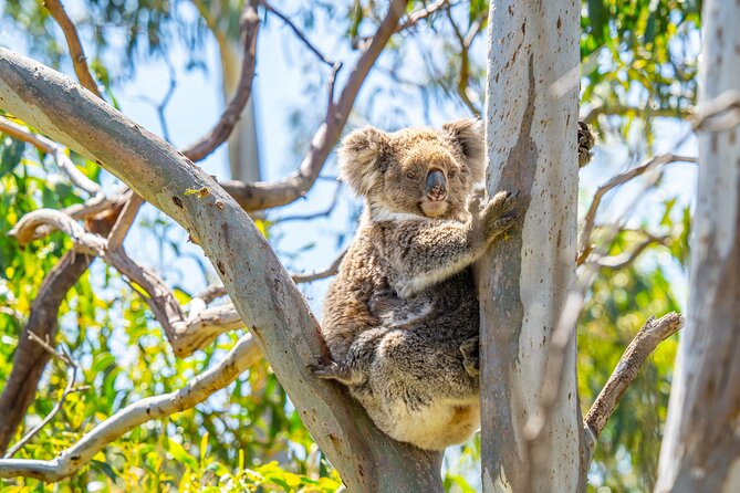 Port Lincoln Full-day Exploration Tour - Tour Inclusions and Equipment