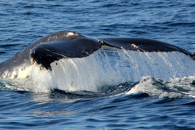 Port Stephens 3 Hour Whale and Dolphin Watch Cruise - Reviews and Testimonials