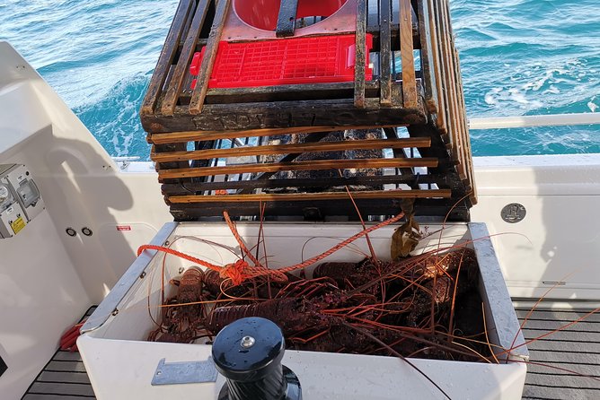 Premium Live Lobster Tours Presented Sashimi or BBQ Style - Important Tour Considerations