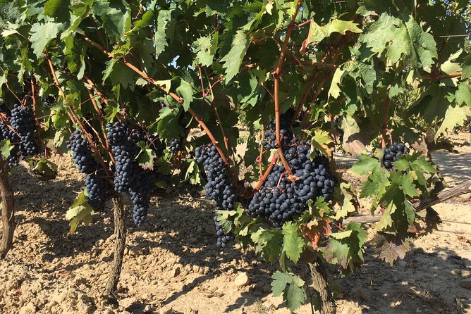 Rioja Wine Tour: 2 Wineries From Bilbao - Small-Group Setting