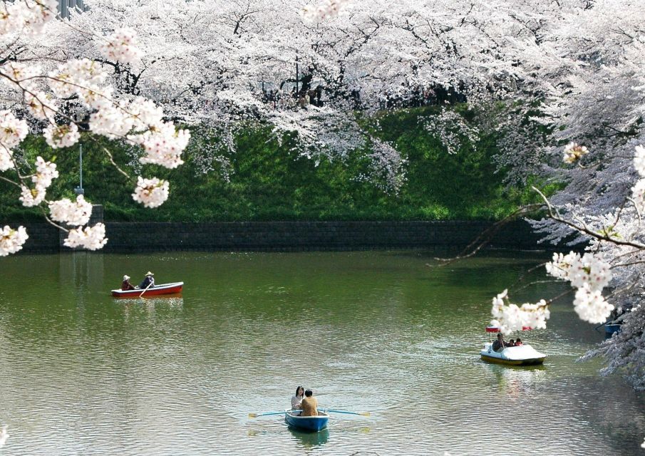 Sakura in Tokyo: Cherry Blossom Experience - Full Experience Description