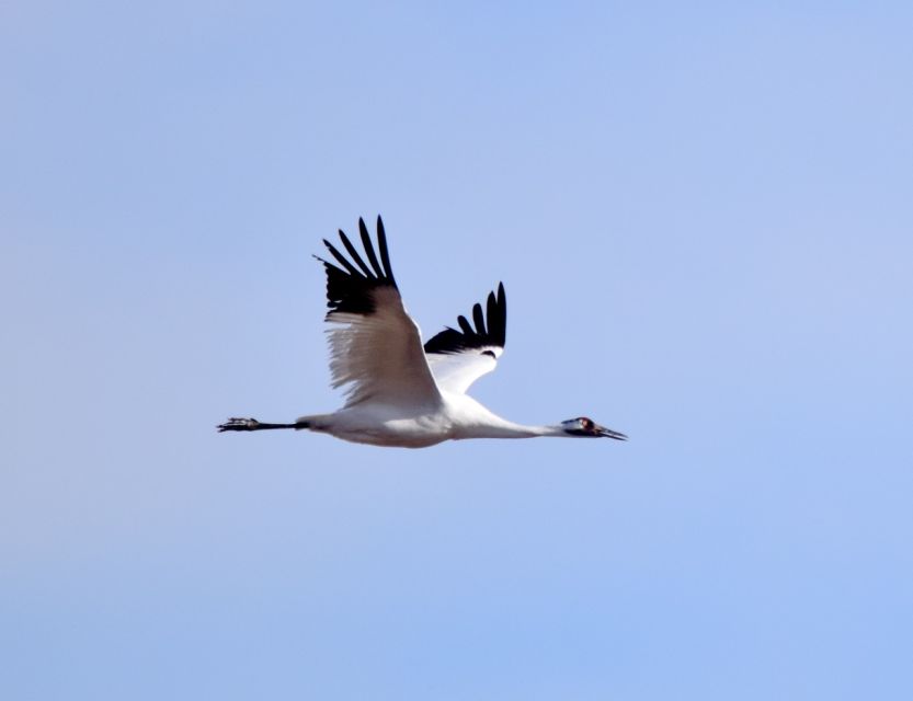 Saskatoon, Canada: 8-Hour Tour to View Whooping Cranes - Tour Description