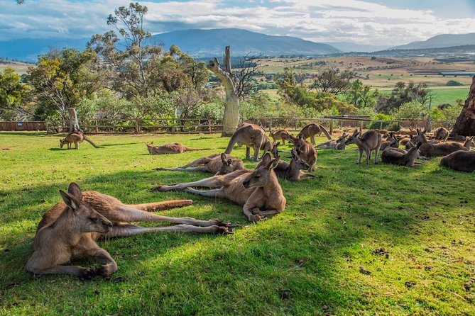 Shore Excursion: Hobarts Best In Half A Day - Booking and Pricing Made Easy