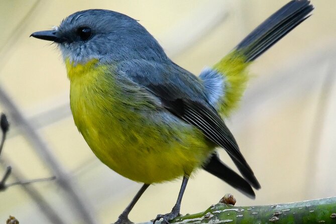 Small-Group Half-Day Birdwatching Tour in Sydney - What to Expect on the Tour