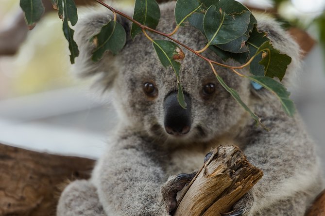 Small Group - Phillip Island Hike & Penguin Parade Day Tour From Melbourne - Inclusions and Amenities