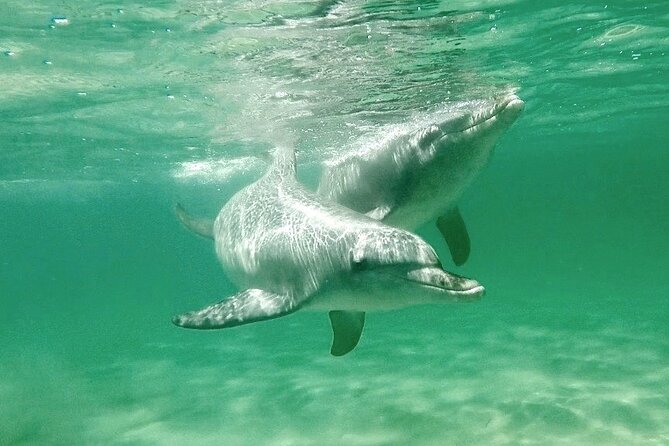 Swim With Wild Dolphins Day Tour - Inclusions and Essentials