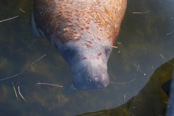 Two-Hour Everglades National Park Dolphin, Birding and Wildlife Boat Tour - Tour Logistics