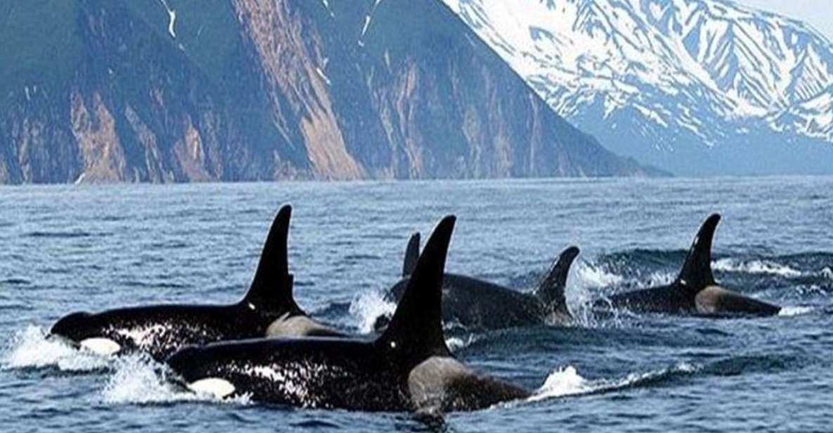 Vancouver Whale Watching Adventure With City Tour - Tour Highlights and Inclusions