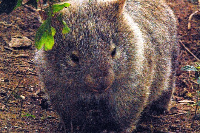 Walking With Wild Wombats Private Day Trip From Sydney - Scheduling and Logistics