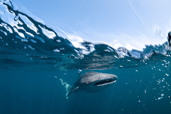 Whale Shark Safari - Essential Safety Information