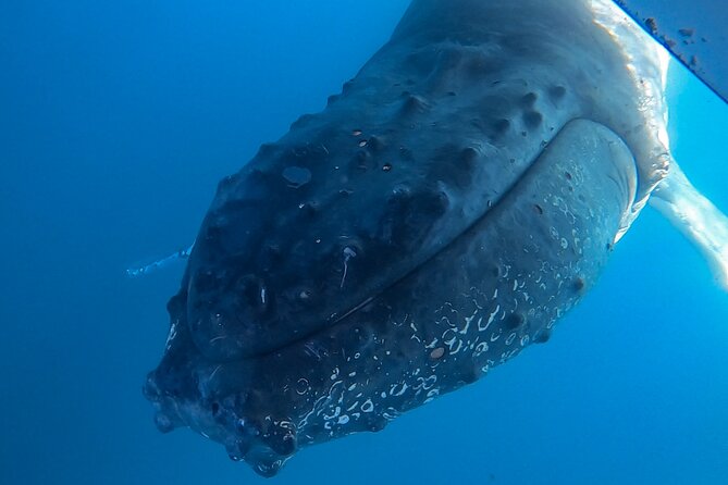 Whale Watching and Swim With Whales Cruise From Mooloolaba - Swimming With Whales Experience