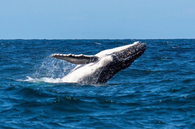 Whale Watching Boat Trip in Sydney - Expert Guides and Live Commentary