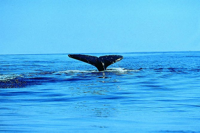 Whale Watching by Sea Kayak in Batemans Bay - Safety and Equipment Briefing