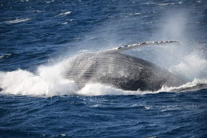 Whale Watching Cruise in New South Wales - Whale Species You May See