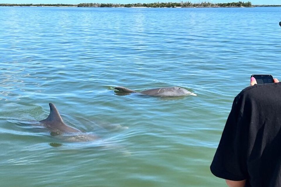 Wild Dolphin Boat Tour - Tour Highlights