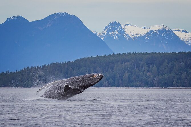 4 Hour Afternoon Whale Watching Tour - Key Points