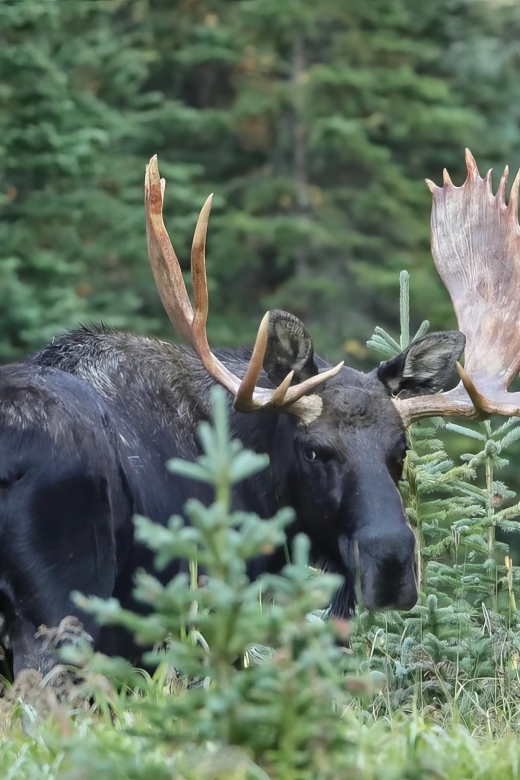 3/4 Day RMNP Mtn to SkyBear Lake Rd Tour-RMNPhotographer - Tour Itinerary