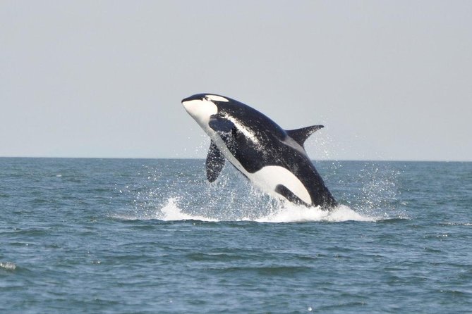 4 Hour Afternoon Whale Watching Tour - Pricing Information