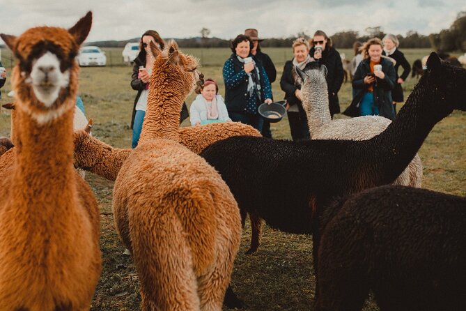 Alpaca Meet and Greet Experience in Tomingley - Planning Your Visit