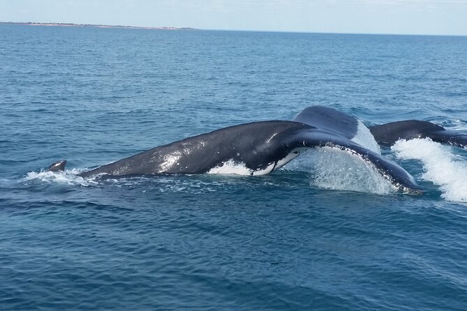 AOC Whale Watching From Broome - Booking and Confirmation Process