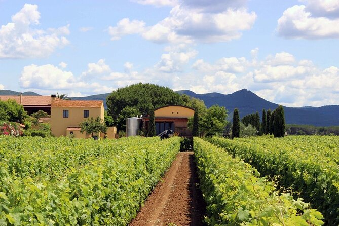 Bolgheri: Premium Wine Tasting With Winery Tour - Reviews and Ratings