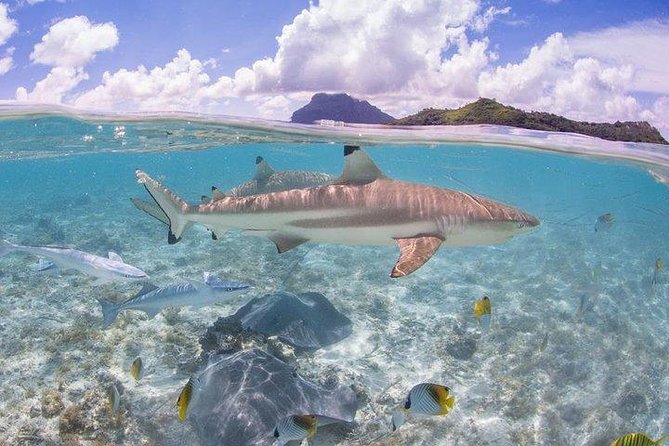 Bora Bora 4WD Tour & Eco Shark & Ray Snorkel Cruise - Tour Highlights