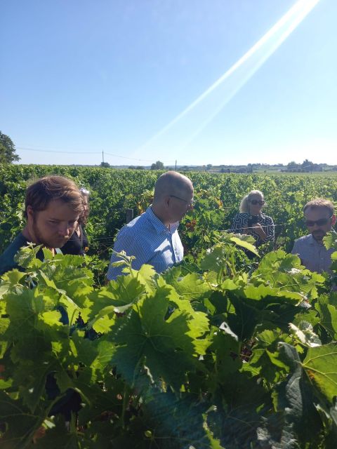 Bordeaux Vineyards Tours - Booking Information and Gift Option