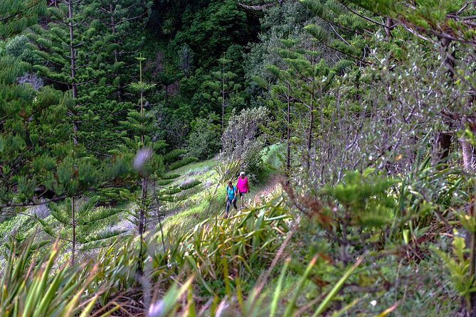 Breakfast Bushwalk in Norfolk Island - Operator and Pricing Details