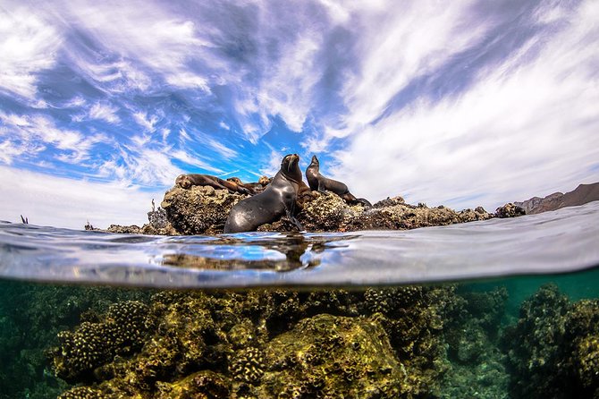 Cabo Pulmo National Park Snorkel Expedition From Cabo San Lucas - Capturing the Experience: Traveler Photos